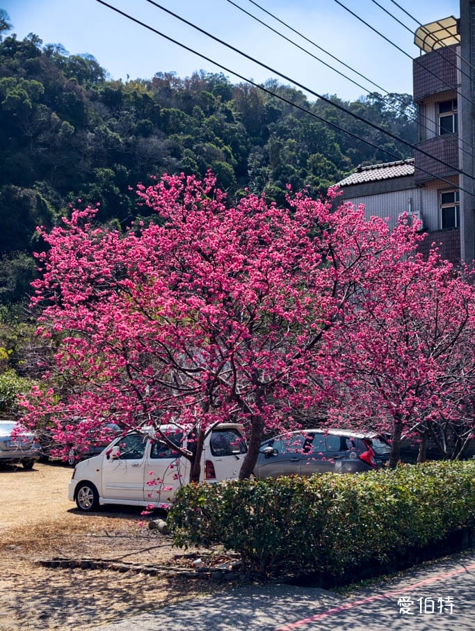 台中后里泰安派出所櫻花林｜全台最美派出所，花況交通