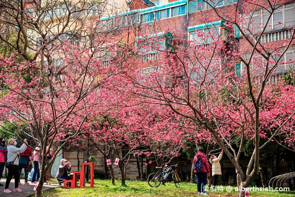 2026桃園中壢莒光公園｜平地就可以賞櫻花，八重櫻，蒜香藤