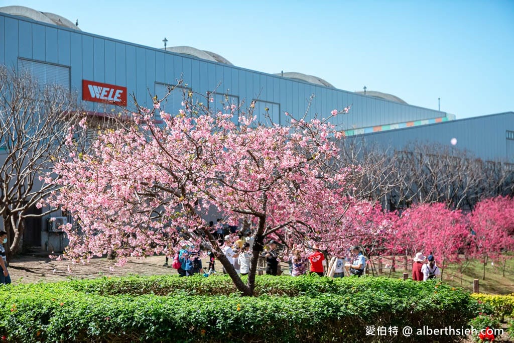 2026台中后里賞櫻景點|中科崴立櫻花公園,千坪數百棵免費任你拍 - 第24張圖 2026台中后里賞櫻景點|中科崴立櫻花公園,千坪數百棵免費任你拍