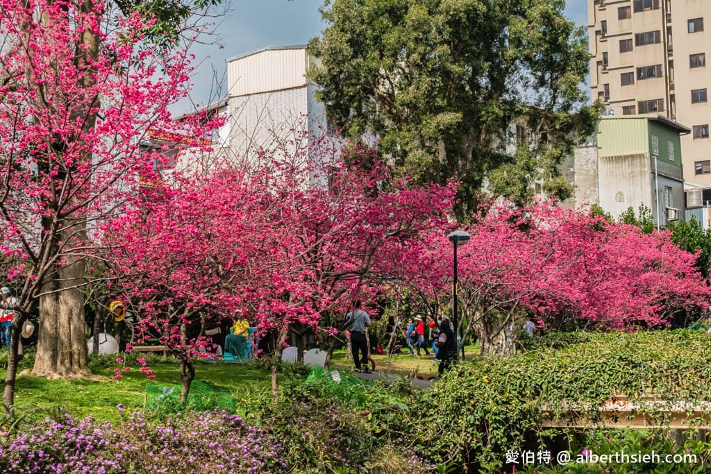 2026桃園中壢莒光公園｜平地就可以賞櫻花，八重櫻，蒜香藤