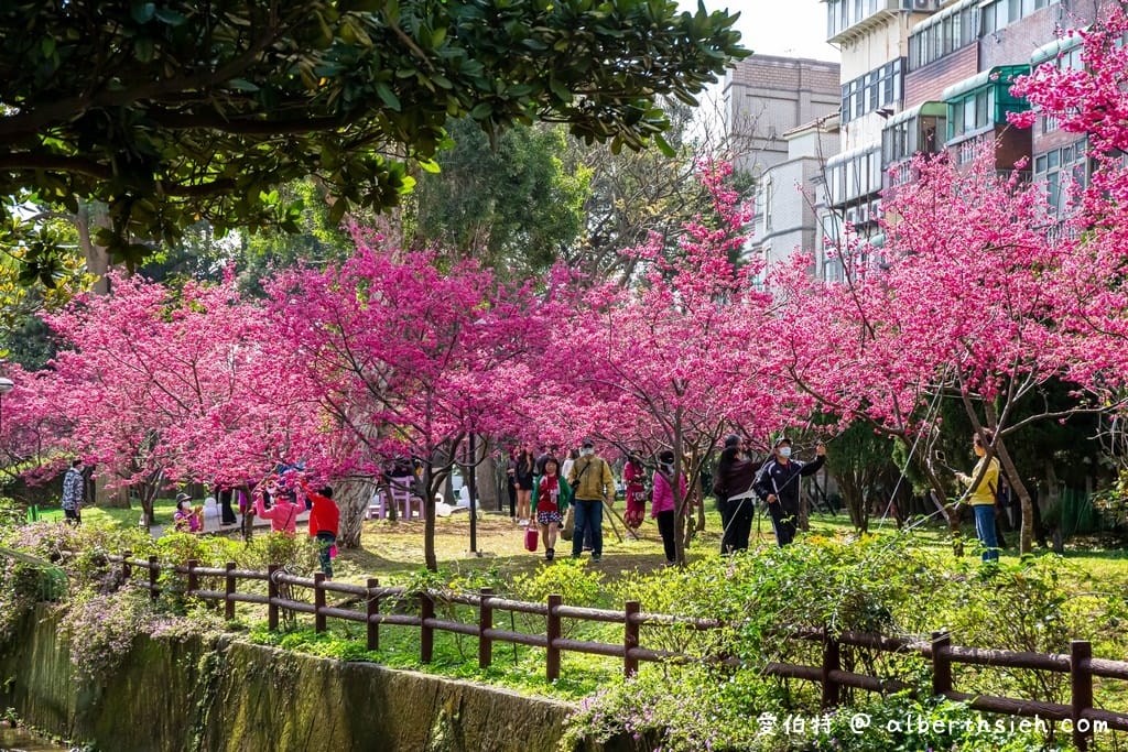2026桃園中壢莒光公園｜平地就可以賞櫻花，八重櫻，蒜香藤