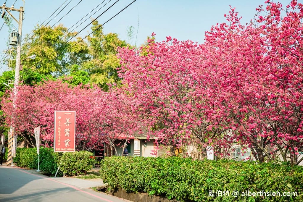 台中后里泰安派出所櫻花林｜全台最美派出所，花況交通
