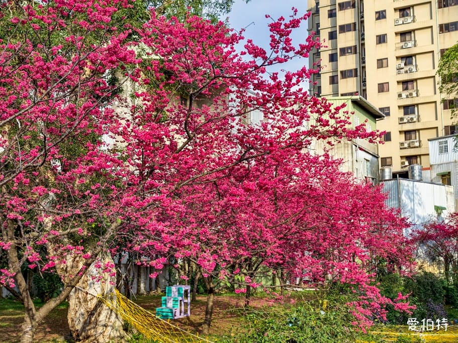 2026桃園中壢莒光公園｜平地就可以賞櫻花，八重櫻，蒜香藤