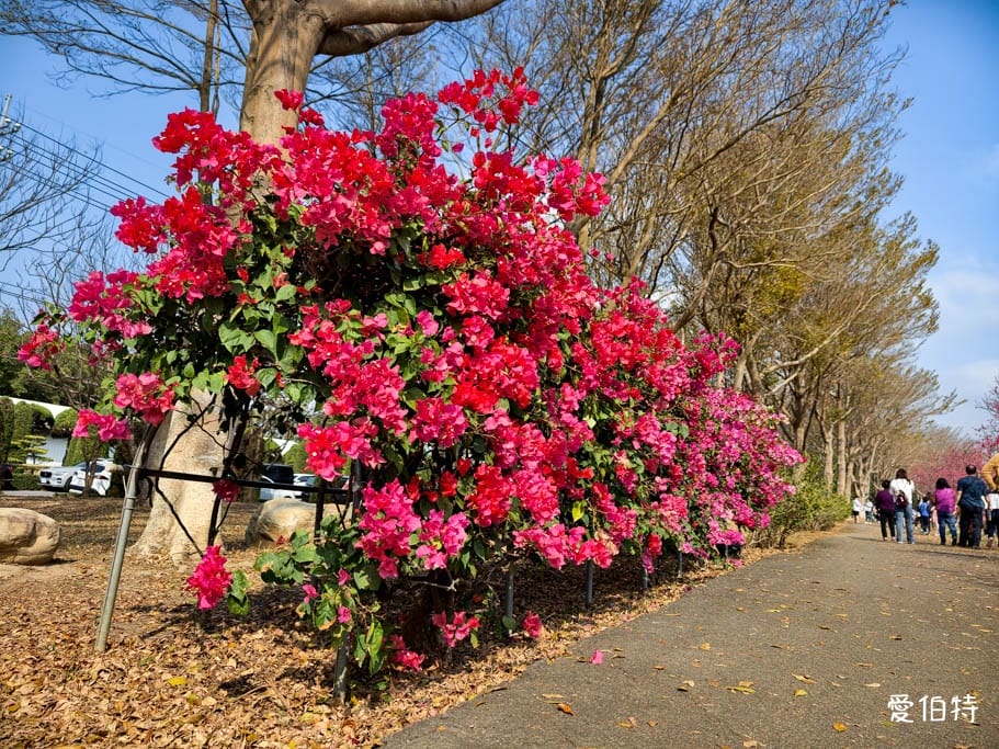 2026台中后里賞櫻景點|中科崴立櫻花公園,千坪數百棵免費任你拍 - 第13張圖 2026台中后里賞櫻景點|中科崴立櫻花公園,千坪數百棵免費任你拍