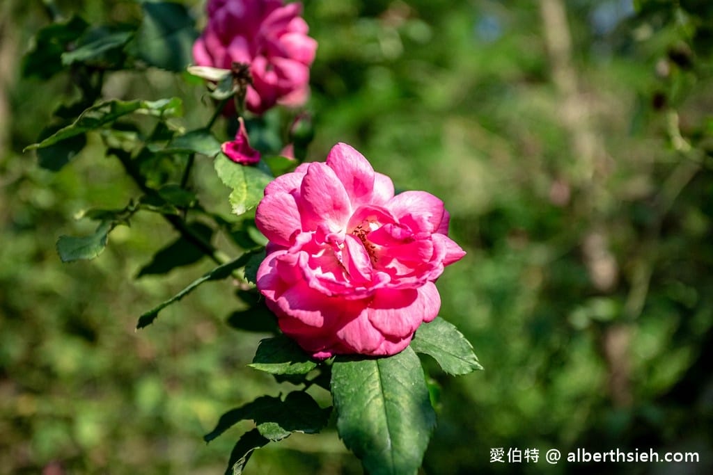 桃園南法玫瑰莊園歐風料理，大溪景觀咖啡廳，法式鄉村風