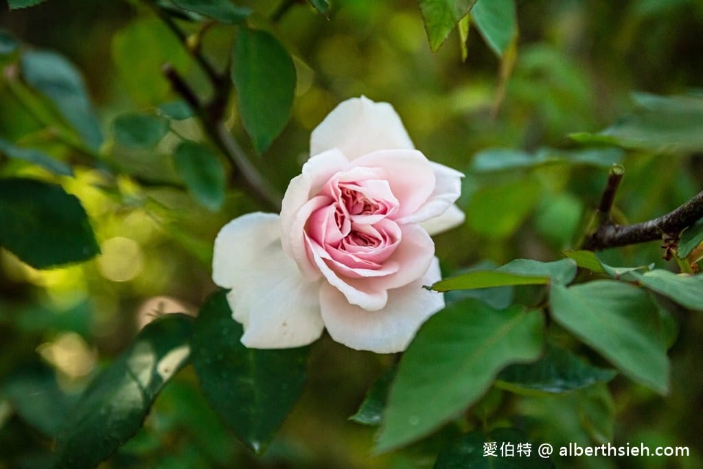 桃園南法玫瑰莊園歐風料理，大溪景觀咖啡廳，法式鄉村風