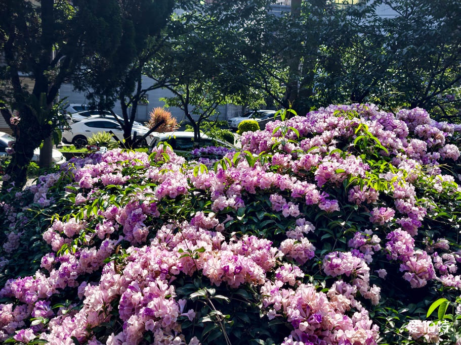 中壢莒光公園蒜香藤美景