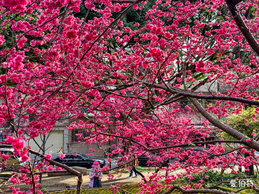 2026桃園中壢莒光公園｜平地就可以賞櫻花，八重櫻，蒜香藤 @愛伯特
