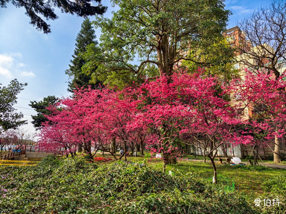 2026桃園中壢莒光公園｜平地就可以賞櫻花，八重櫻，蒜香藤 @愛伯特