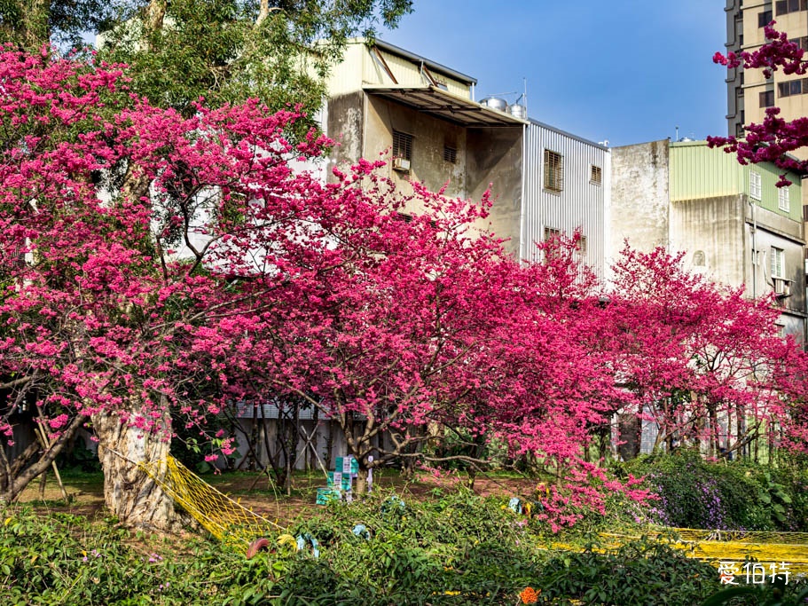 2026桃園中壢莒光公園｜平地就可以賞櫻花，八重櫻，蒜香藤 @愛伯特