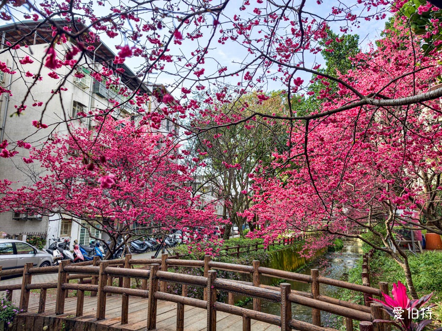 2026桃園中壢莒光公園｜平地就可以賞櫻花，八重櫻，蒜香藤 @愛伯特
