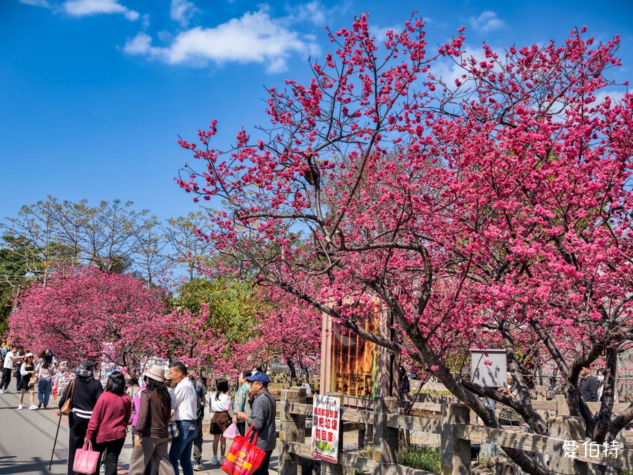 台中后里泰安派出所櫻花林|全台最美派出所,花況交通 @愛伯特
