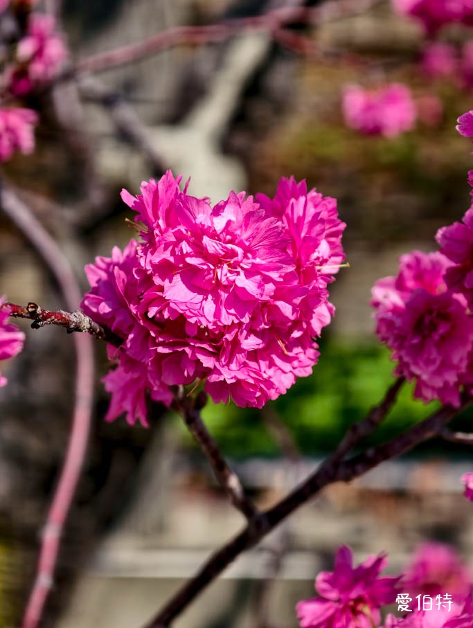 台中后里泰安派出所櫻花林|全台最美派出所,花況交通 @愛伯特