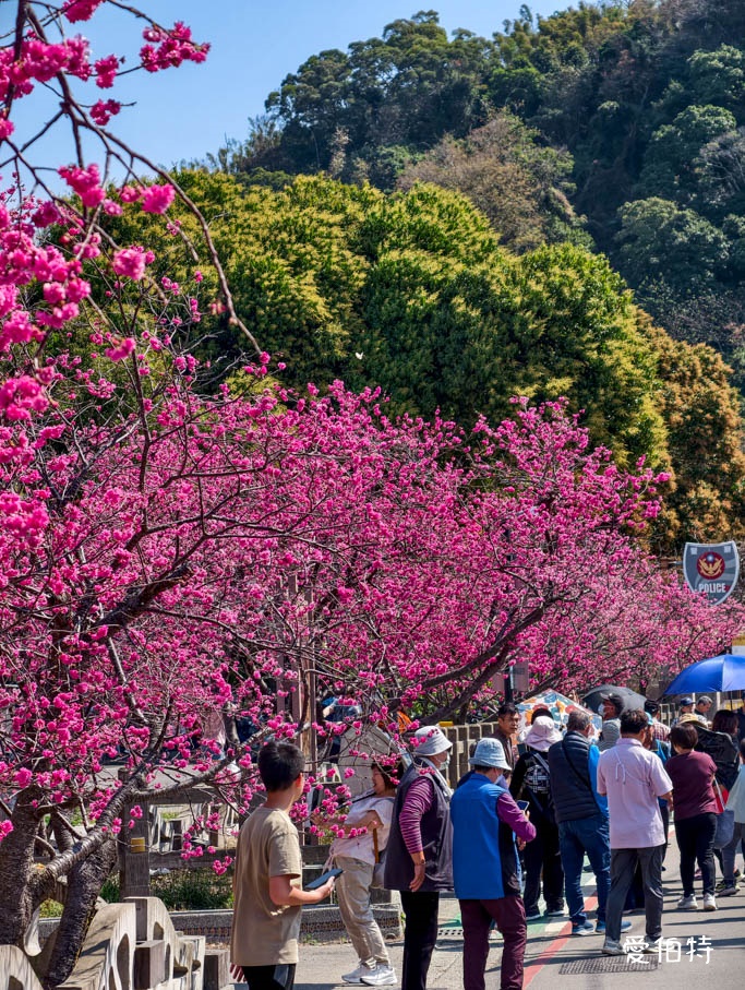 台中后里泰安派出所櫻花林|全台最美派出所,花況交通 @愛伯特