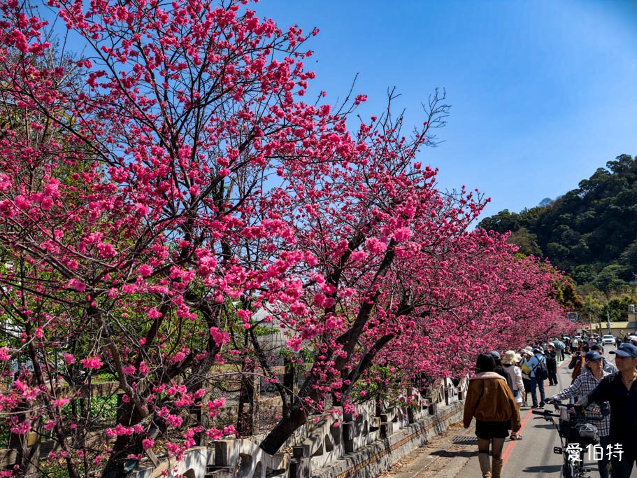 台中后里泰安派出所櫻花林|全台最美派出所,花況交通 @愛伯特