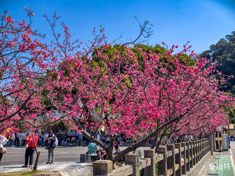 台中后里泰安派出所櫻花林|全台最美派出所,花況交通 @愛伯特