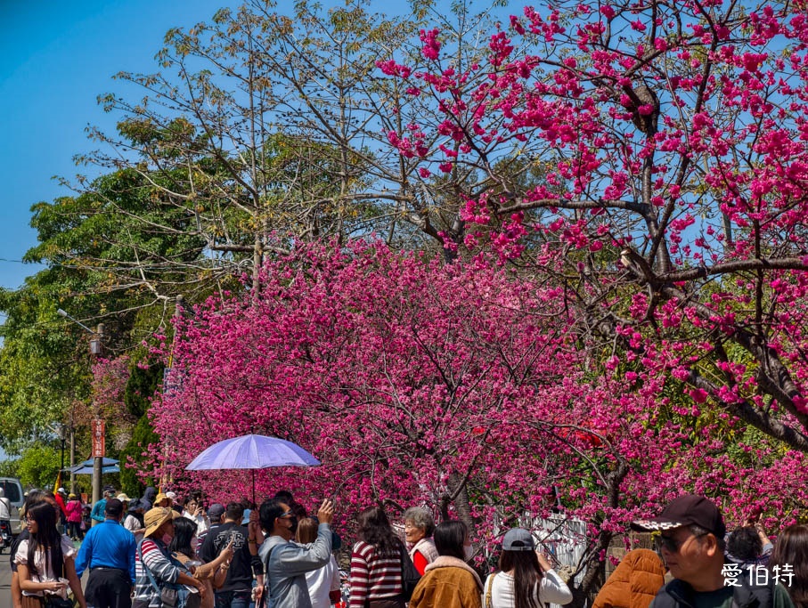 台中后里泰安派出所櫻花林｜全台最美派出所，花況交通 @愛伯特