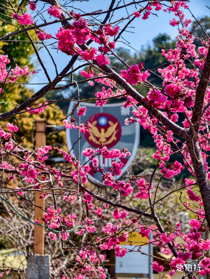 台中后里泰安派出所櫻花林|全台最美派出所,花況交通 @愛伯特
