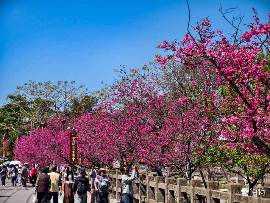 台中后里泰安派出所櫻花林|全台最美派出所,花況交通 @愛伯特