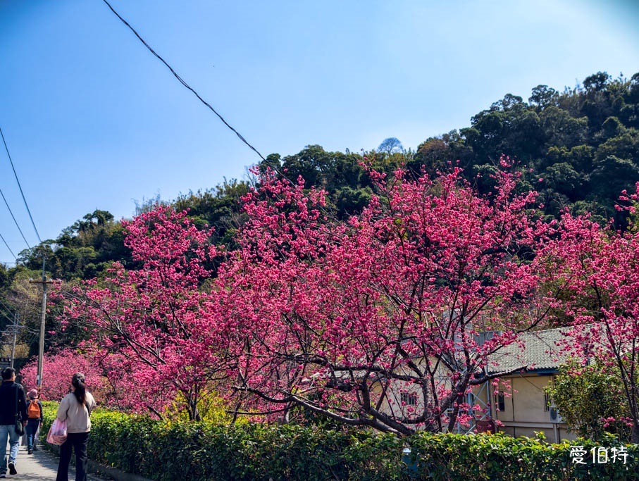台中后里泰安派出所櫻花林｜全台最美派出所，花況交通 @愛伯特