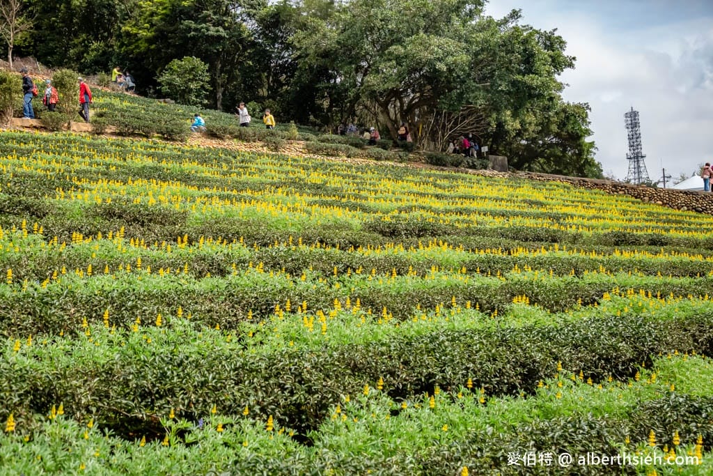 2025桃園魯冰花｜龍潭大北坑怎麼去？接駁車，美食，景點