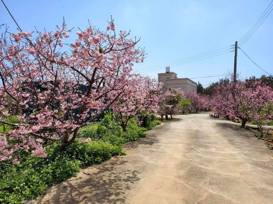 聖德路櫻花巷2026最新花況