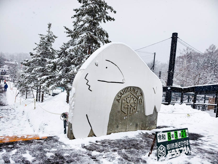 北海道旭山動物園攻略｜交通，企鵝散步，北極熊，海豹，小熊貓