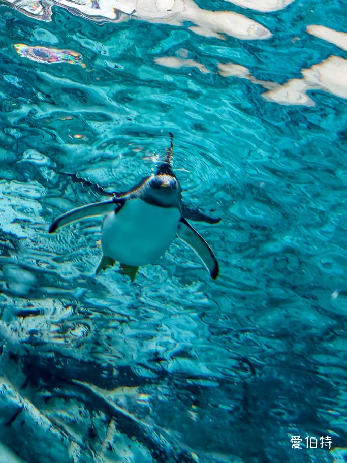 北海道旭山動物園攻略｜交通，企鵝散步，北極熊，海豹，小熊貓