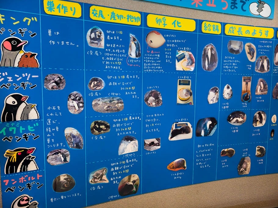 北海道旭山動物園攻略｜交通，企鵝散步，北極熊，海豹，小熊貓