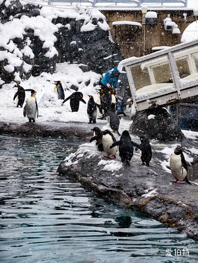 北海道旭山動物園攻略｜交通，企鵝散步，北極熊，海豹，小熊貓