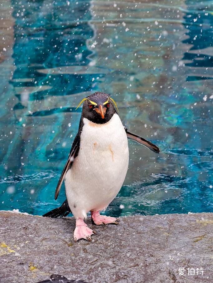 北海道旭山動物園攻略｜交通，企鵝散步，北極熊，海豹，小熊貓