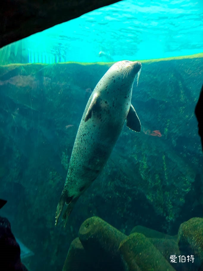 北海道旭山動物園攻略｜交通，企鵝散步，北極熊，海豹，小熊貓
