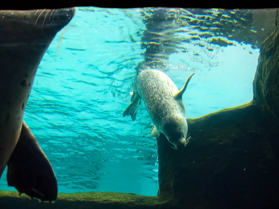 北海道旭山動物園攻略｜交通，企鵝散步，北極熊，海豹，小熊貓