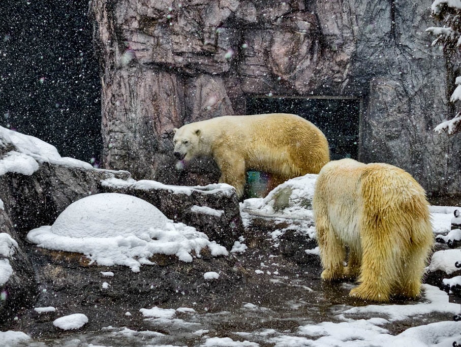 北海道旭山動物園攻略｜交通，企鵝散步，北極熊，海豹，小熊貓