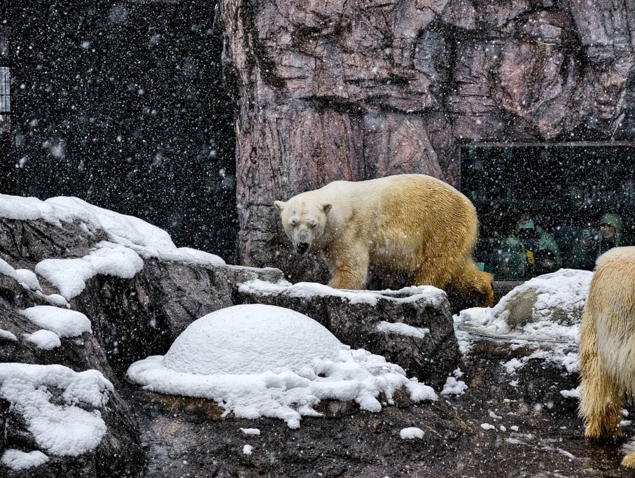 北海道旭山動物園攻略｜交通，企鵝散步，北極熊，海豹，小熊貓