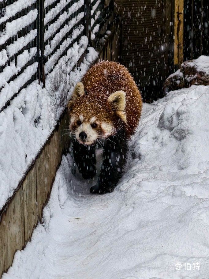 北海道旭山動物園攻略｜交通，企鵝散步，北極熊，海豹，小熊貓
