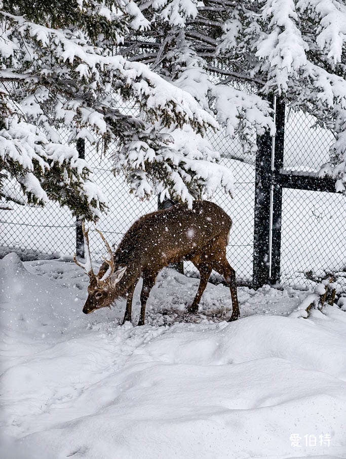 北海道旭山動物園攻略｜交通，企鵝散步，北極熊，海豹，小熊貓