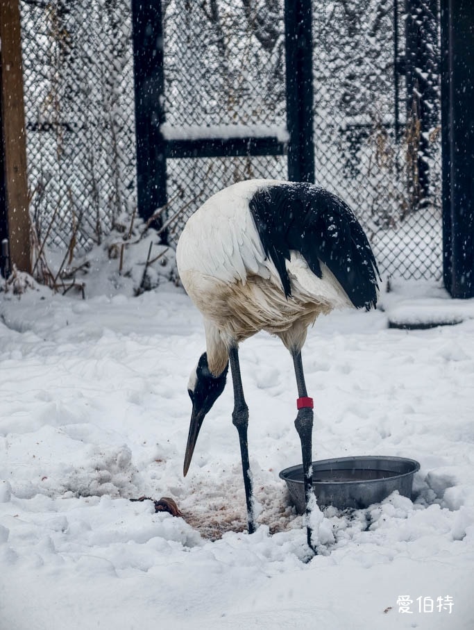 北海道旭山動物園攻略｜交通，企鵝散步，北極熊，海豹，小熊貓