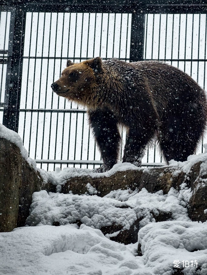 北海道旭山動物園攻略｜交通，企鵝散步，北極熊，海豹，小熊貓