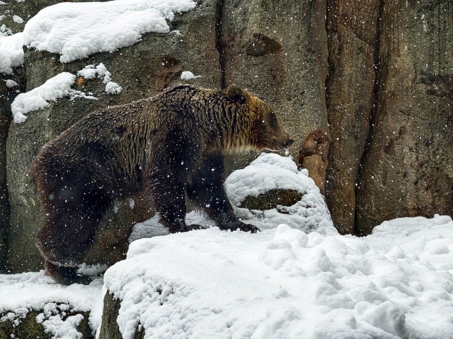 北海道旭山動物園攻略｜交通，企鵝散步，北極熊，海豹，小熊貓