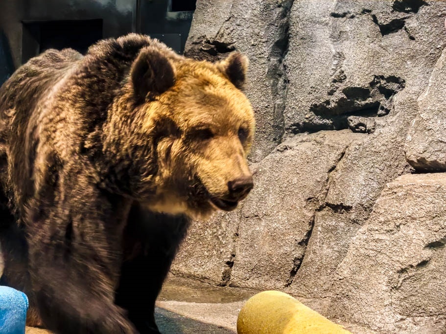 北海道旭山動物園攻略｜交通，企鵝散步，北極熊，海豹，小熊貓