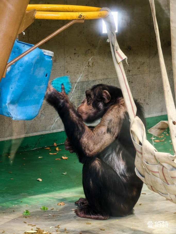 北海道旭山動物園攻略｜交通，企鵝散步，北極熊，海豹，小熊貓