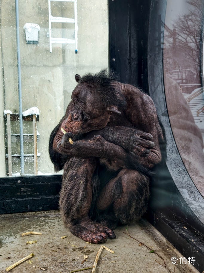 北海道旭山動物園攻略｜交通，企鵝散步，北極熊，海豹，小熊貓