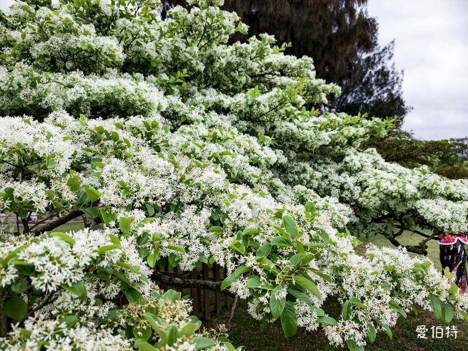 2026石管局四月雪流蘇花|桃園龍潭石門大草坪,野餐放風箏 - 第3張圖 2026石管局四月雪流蘇花|桃園龍潭石門大草坪,野餐放風箏