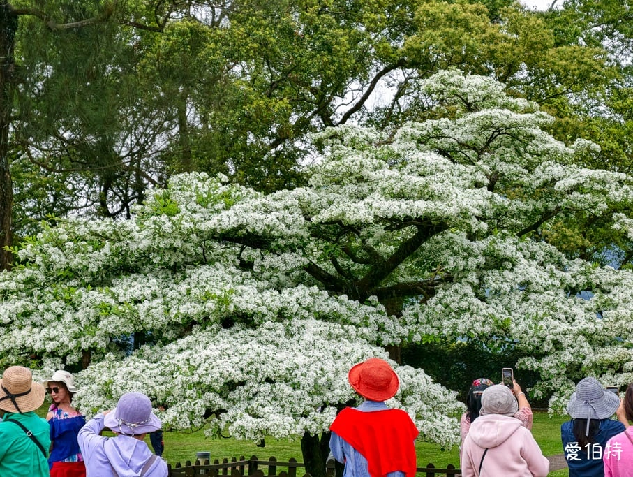 2026石管局四月雪流蘇花|桃園龍潭石門大草坪,野餐放風箏 - 第4張圖 2026石管局四月雪流蘇花|桃園龍潭石門大草坪,野餐放風箏