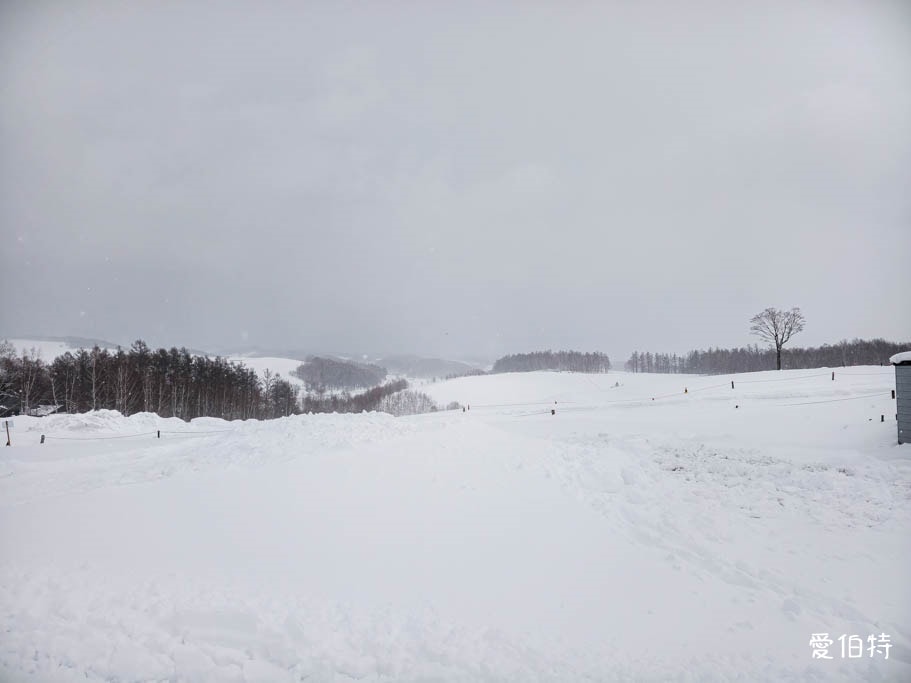 北海道美瑛四季彩之丘｜冬日雪景雪地橡皮艇體驗與熊肉鹿肉美食