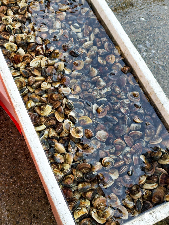 桃園親子一日遊推薦|竹圍漁港吃海鮮,順遊沙灘玩水踏浪拍夕陽! - 第16張圖 桃園親子一日遊推薦|竹圍漁港吃海鮮,順遊沙灘玩水踏浪拍夕陽!