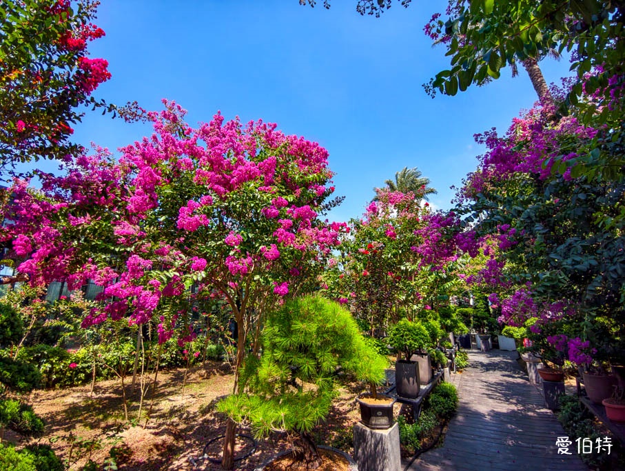 中壢免費賞花景點｜青青里山園藝