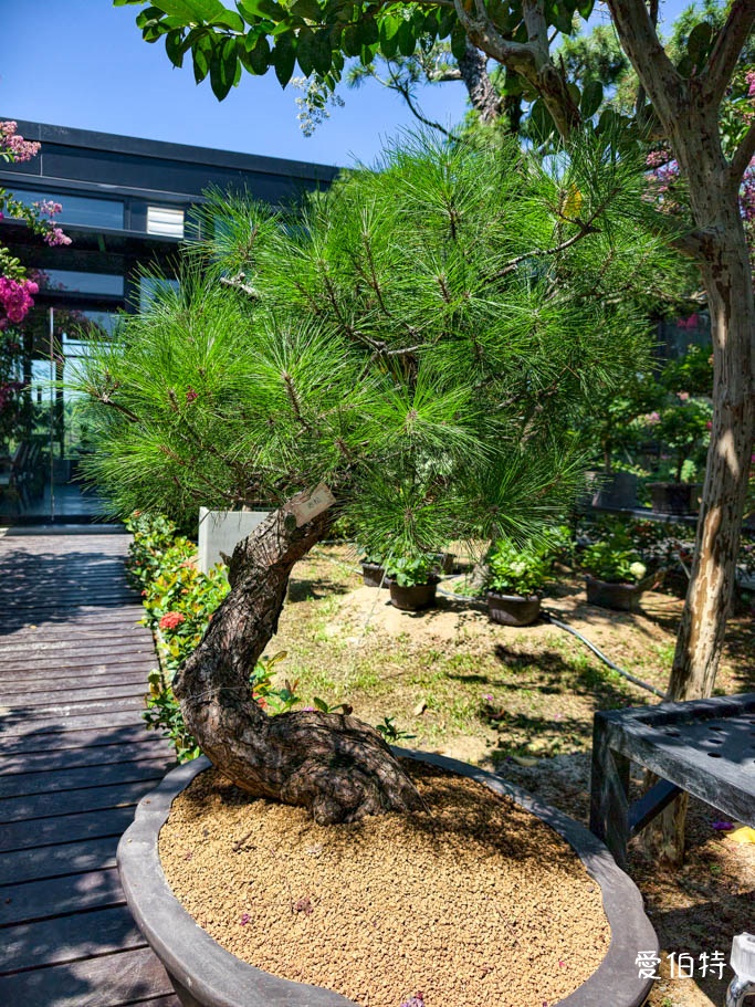 中壢免費賞花景點｜青青里山園藝