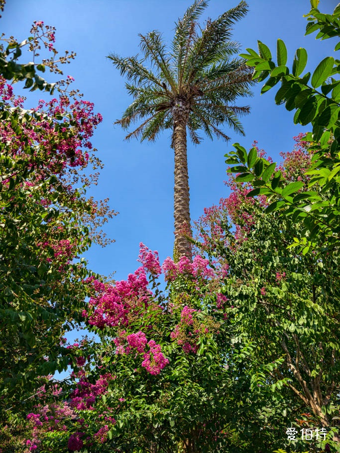 中壢免費賞花景點｜青青里山園藝